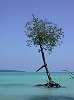 Remain of mangrove to the beach No 3